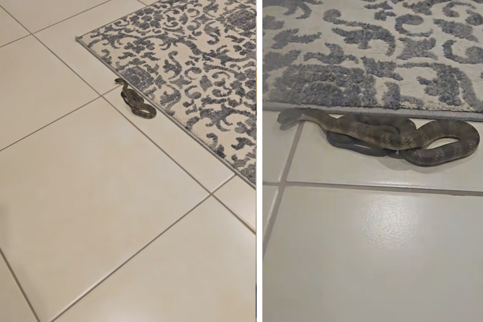 According to the reptile catcher, the venom of the small snake species is quite something.