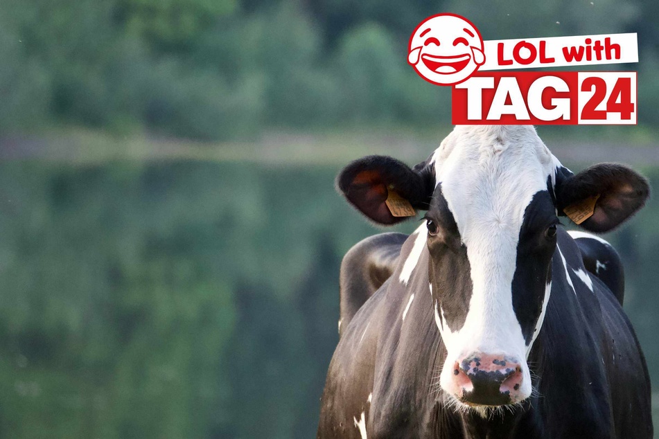 Joke of the Day for August 4, 2025: An animal joke to moo-ve you with laughs!