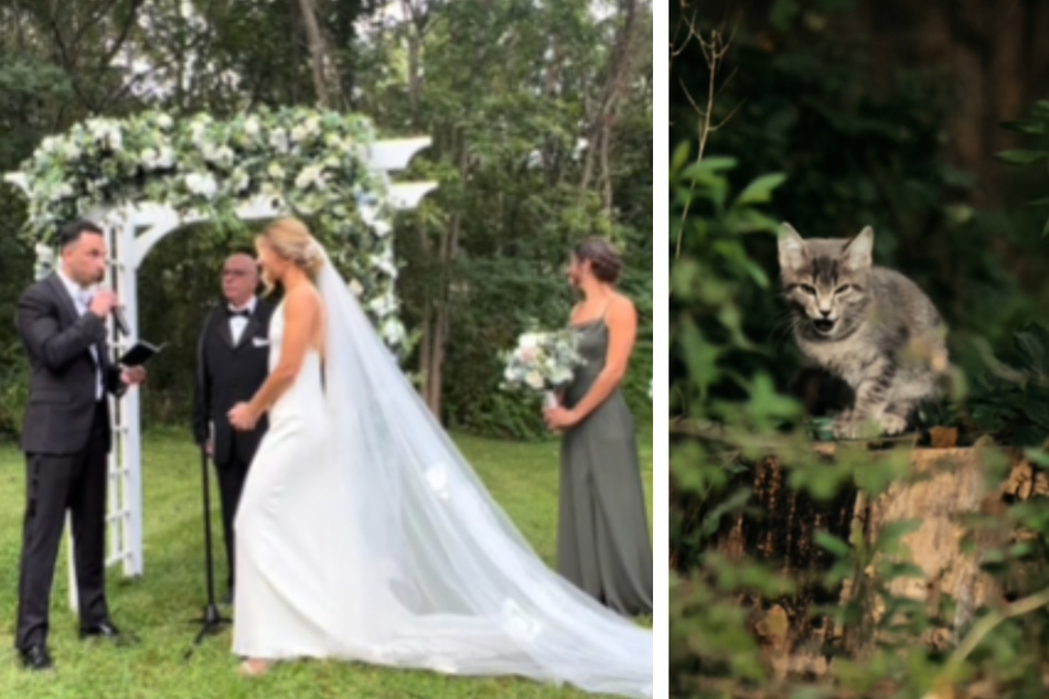 Cat crasher! Kitten interrupts wedding and the couple's viral reaction is priceless