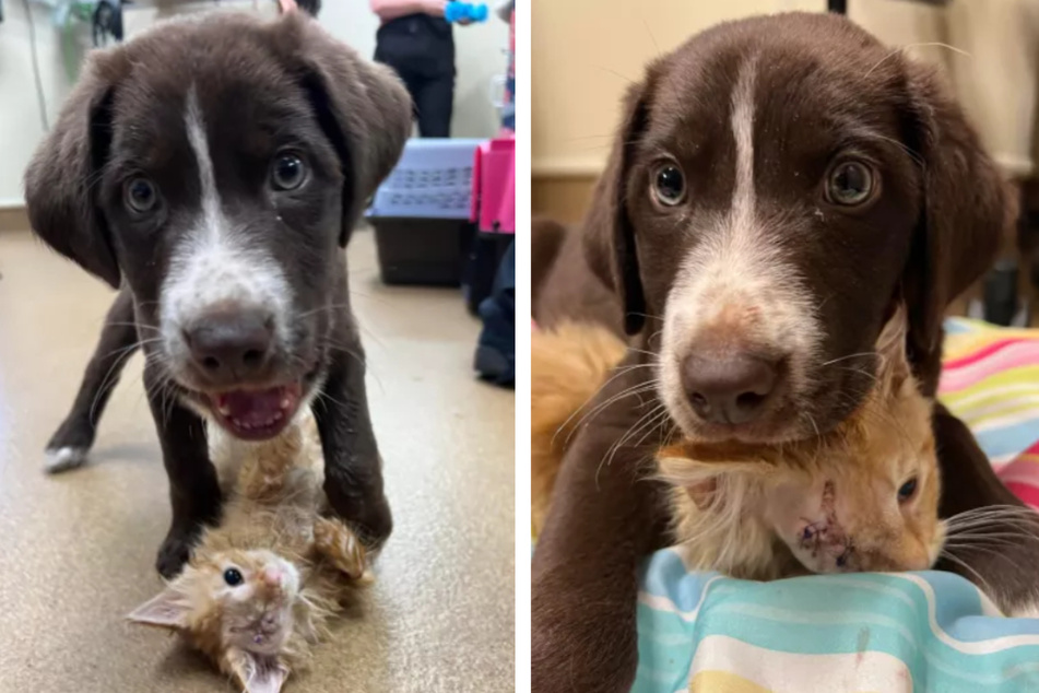 Puppy and kitten become best friends at shelter after harrowing injuries