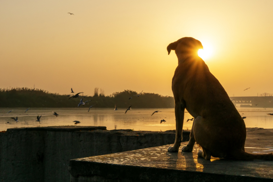A stray dog sitting by the Yamuna River in New-Delhi.