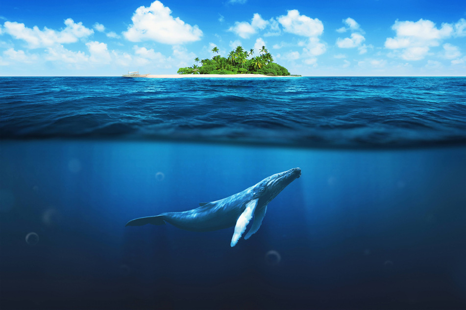 Blue whales can be extremely difficult to find, despite their extraordinary size.