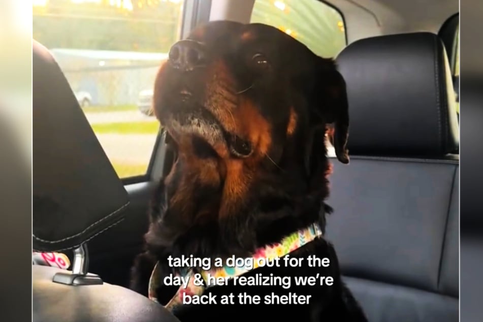 Holly Paws was taken aback when she was brought back to the shelter by a member of staff.