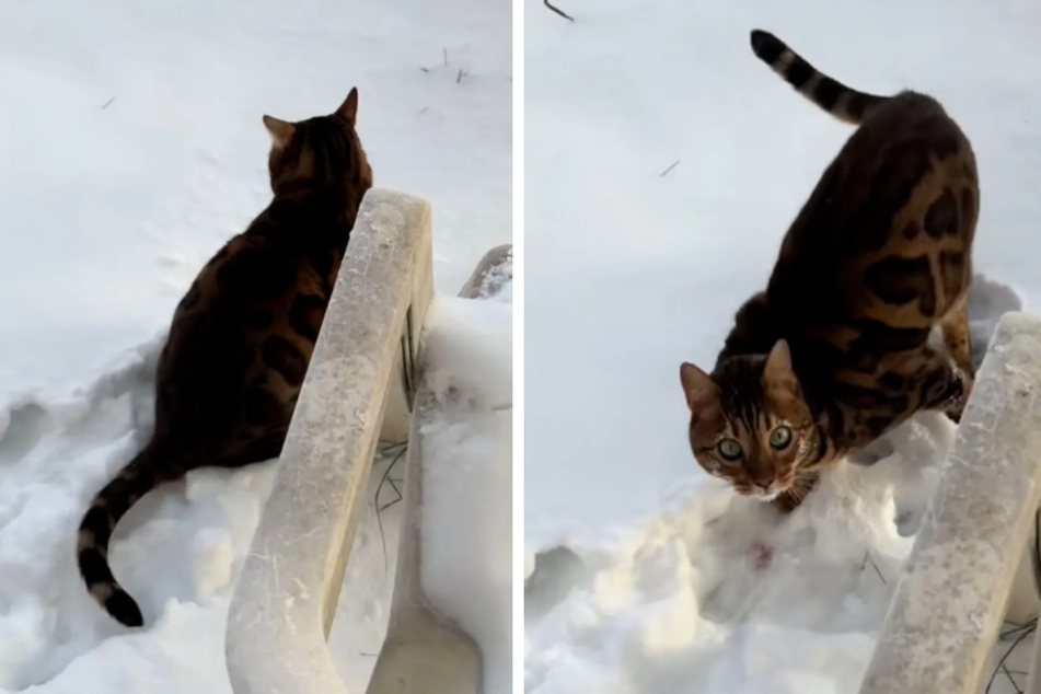 Cat does his business in the snow – but what his owner sees makes her panic!