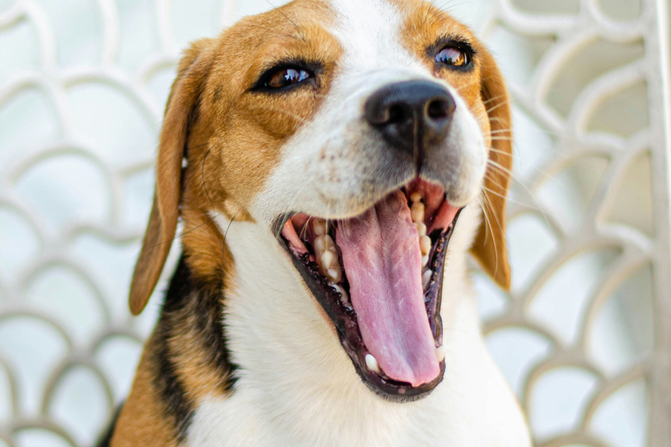 Teething puppies need to be looked after with care and caution.