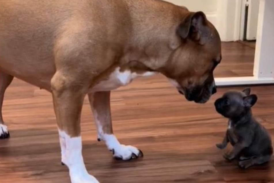 Jada is unsure of how to play with the tiny French Bulldog, but little Scrunchie doesn't give up.