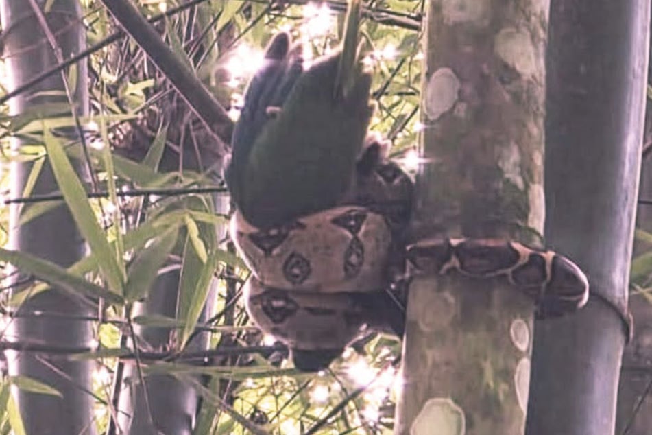 A constrictor had coiled around the young parrot, holding it tightly.