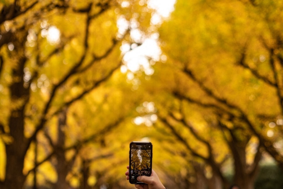 Ginkgo trees are one of the species found to be at risk in the new Global Tree Assessment.