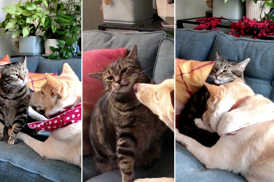 This cat doesn't look like he's got a good relationship with his roommate