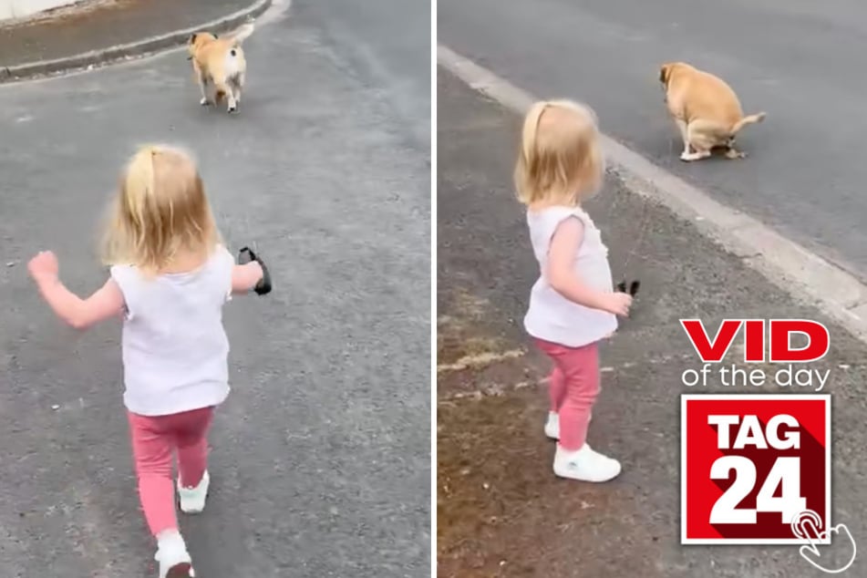 This little girl's dog walk takes a hilariously unfortunate turn when she drops the leash and it zips straight through the dog's fresh poop.
