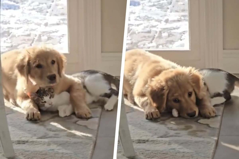 Wendy and her husband Gary regularly post insights into their everyday life together with their two little troublemakers: a puppy named Tig and a kitten called Squeeks.