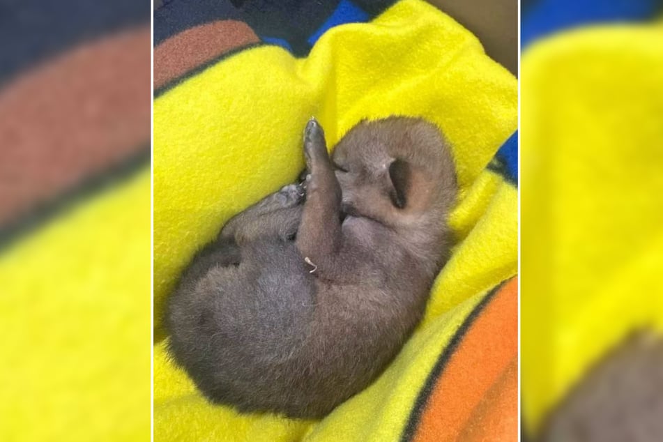 This little bundle of fur was thought to be an injured puppy. In reality, however, it was a wild animal.