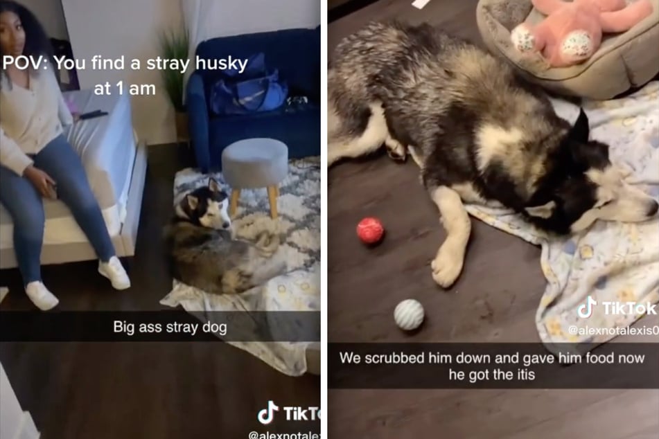 Alex let the husky spend the night at her home, but the next morning he took off again.
