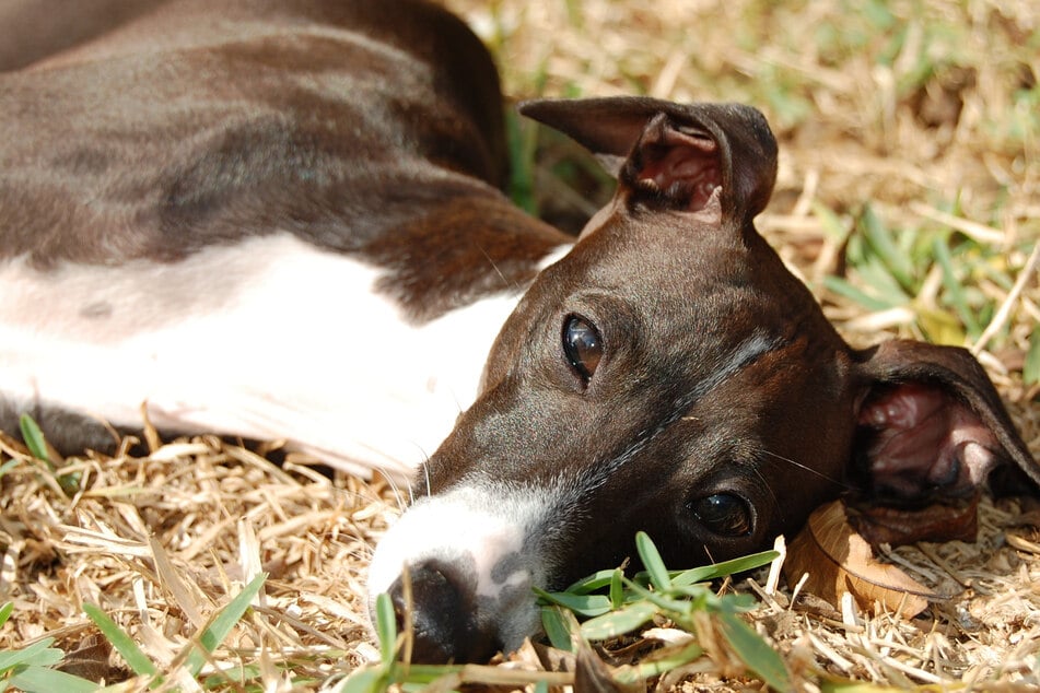 Dog gets monkeypox in first known case of human-to-animal transmission
