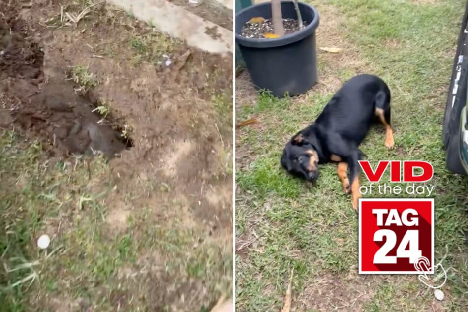 Viral Video of the Day for April 9, 2025: Guilty pup has meltdown after getting caught digging giant hole!