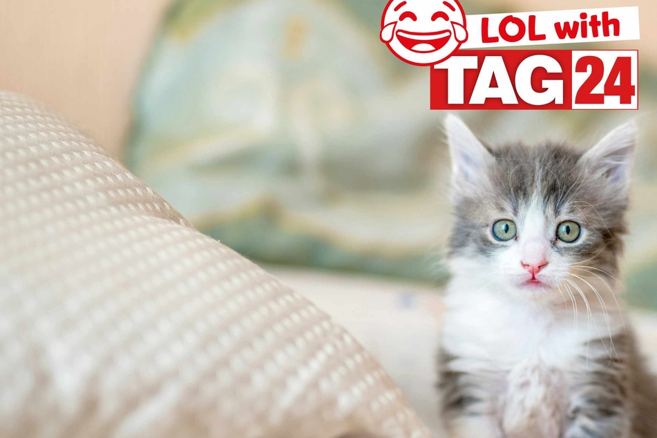 Joke of the Day for April 12, 2025: A kitty silly to make you smile for Caturday