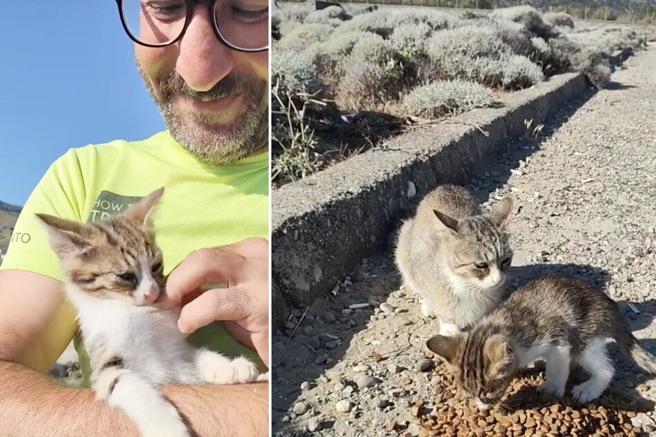 The man checked on the kitten and its mother again the next day, bringing them food.