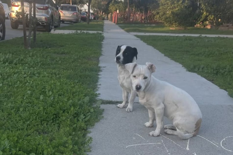 The two abandoned puppies sat by the roadside for days waiting for their humans to return.