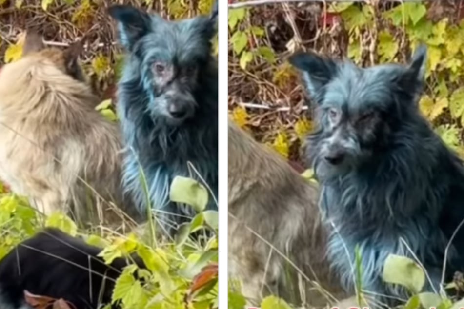 Especially in comparison to other dogs, the unusal blue fur is quite striking.