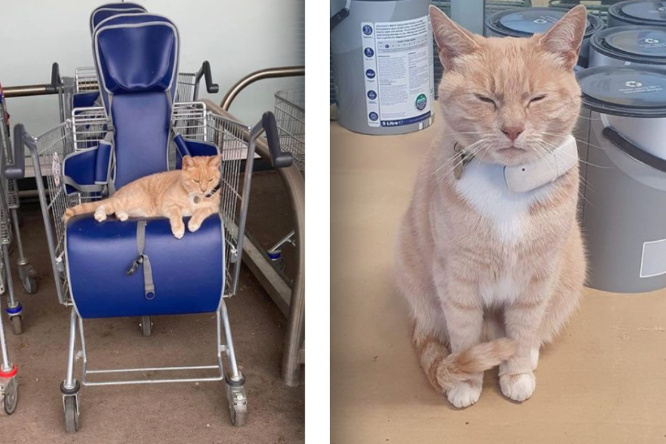 Supermarket cat becomes local celebrity before shocking ban!