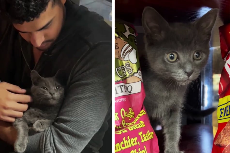 Cat-napped bodega kitty gets returned home to Brooklyn deli!