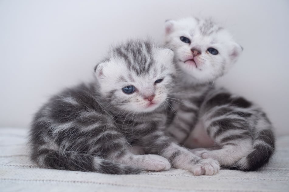 Norwegian forest cats might look unassuming as kittens, but they get big!