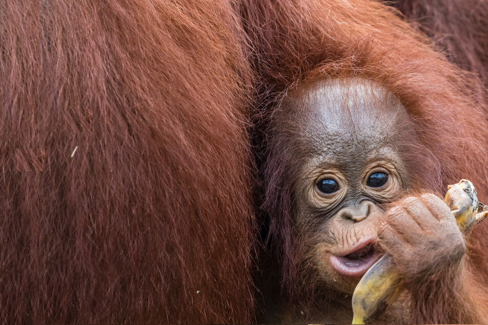 Three baby orangutans saved, but animal rights groups say the rescue is bittersweet