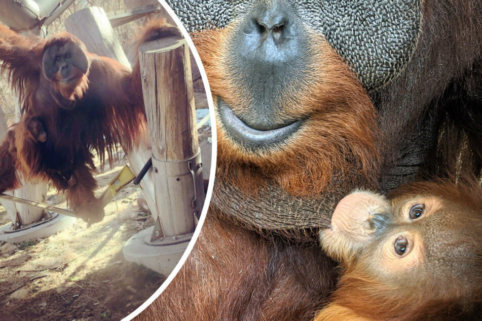 Orangutan mom died after giving birth, but what happened next left zookeepers speechless