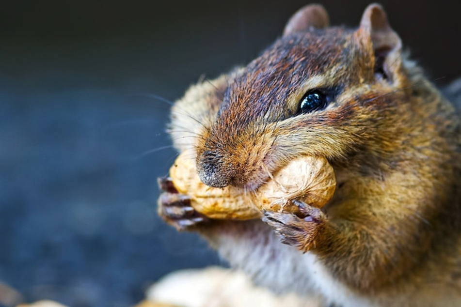 What animal eats the most food?