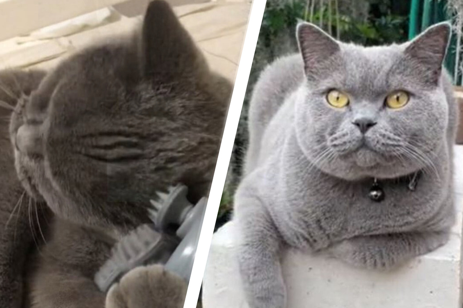 Cat can't get enough of his purr-fect massager – and neither can TikTok!