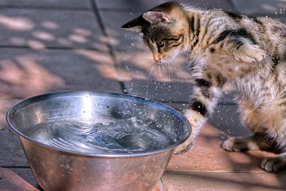 As a rule, cats do not need water to keep themselves clean.