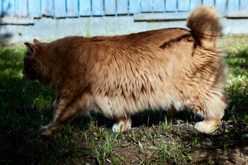 American bobtails are vocal, shaggy cats, with adorably short and puffy tails.