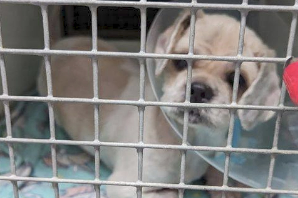 Pepper looks like a whole new dog after being rescued!