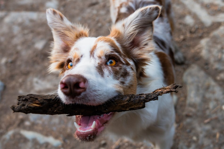 Fetch machines are great for exercise but not ideal for human-canine bonding.