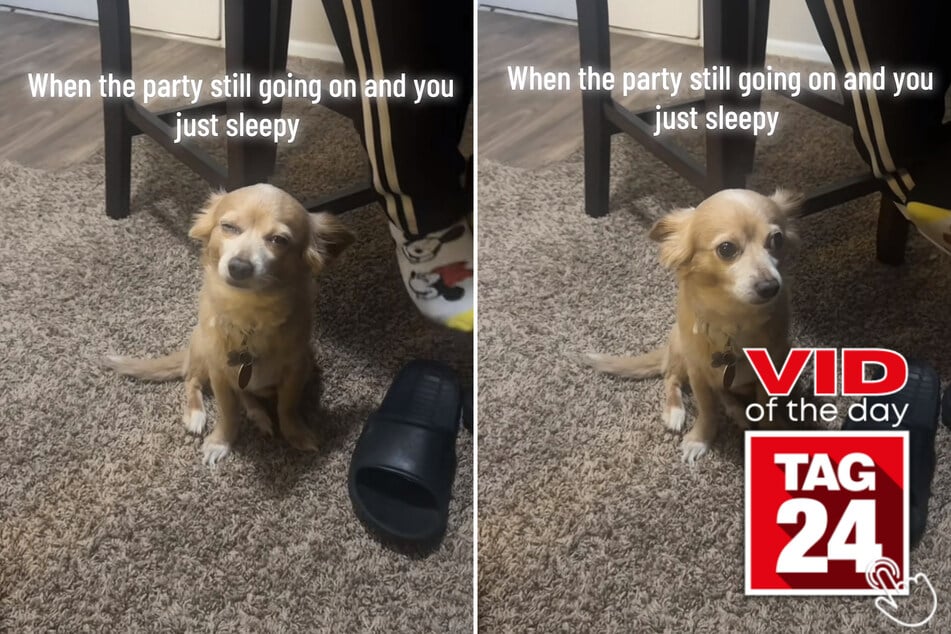 Viral Video of the Day for April 12, 2025: Sleepy dog struggles to stay awake at the party!