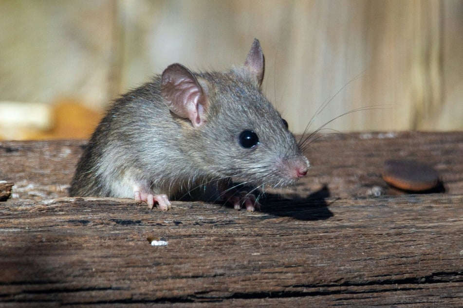 A dead rat in New Mexico has tested positive for the plague.