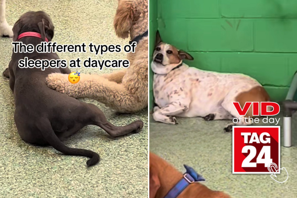 Viral Video of the Day for June 23, 2023: Let sleeping dogs lie