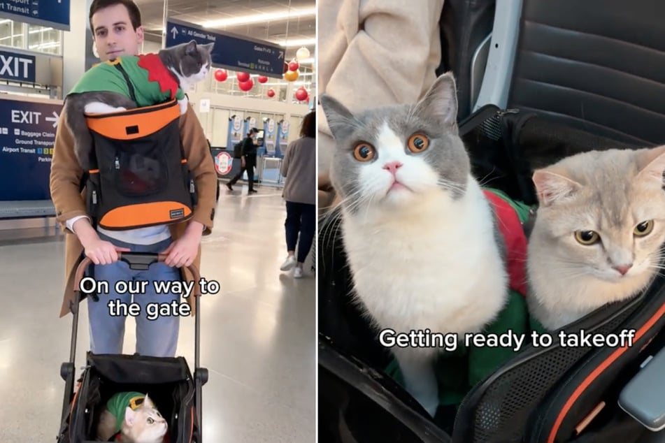 The cats' travel adventures have gone viral online!