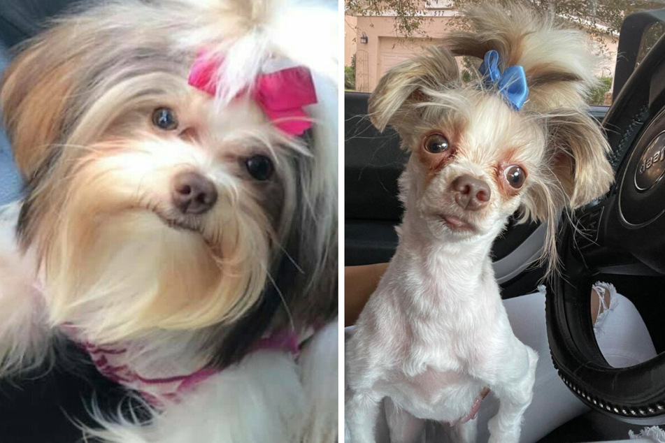 Pet store fail leaves poor pooch a little ruff around the edges