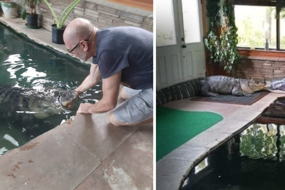 Emotional support alligator seized from New York home as thousands demand return