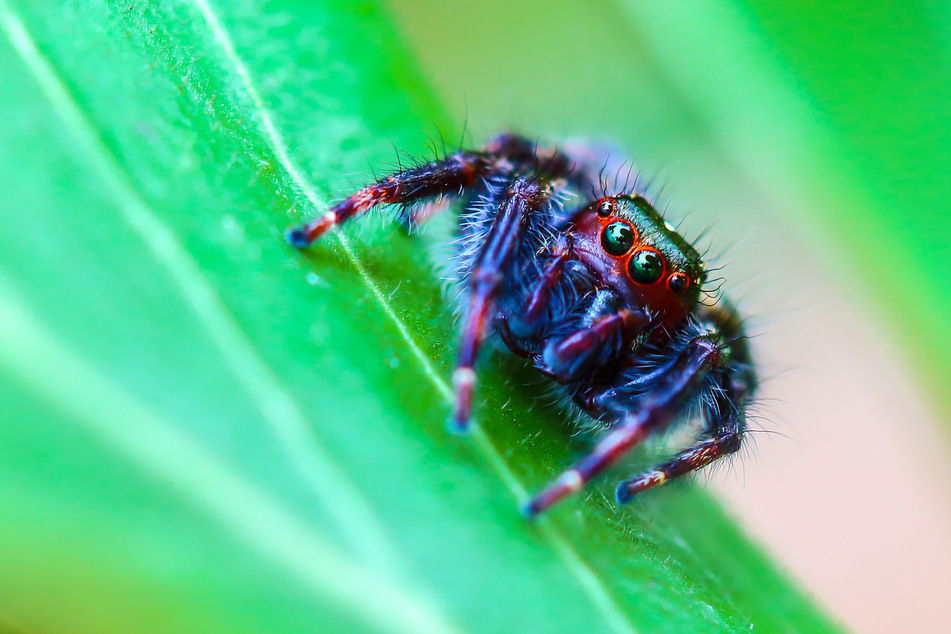 What is the most beautiful spider in the world?