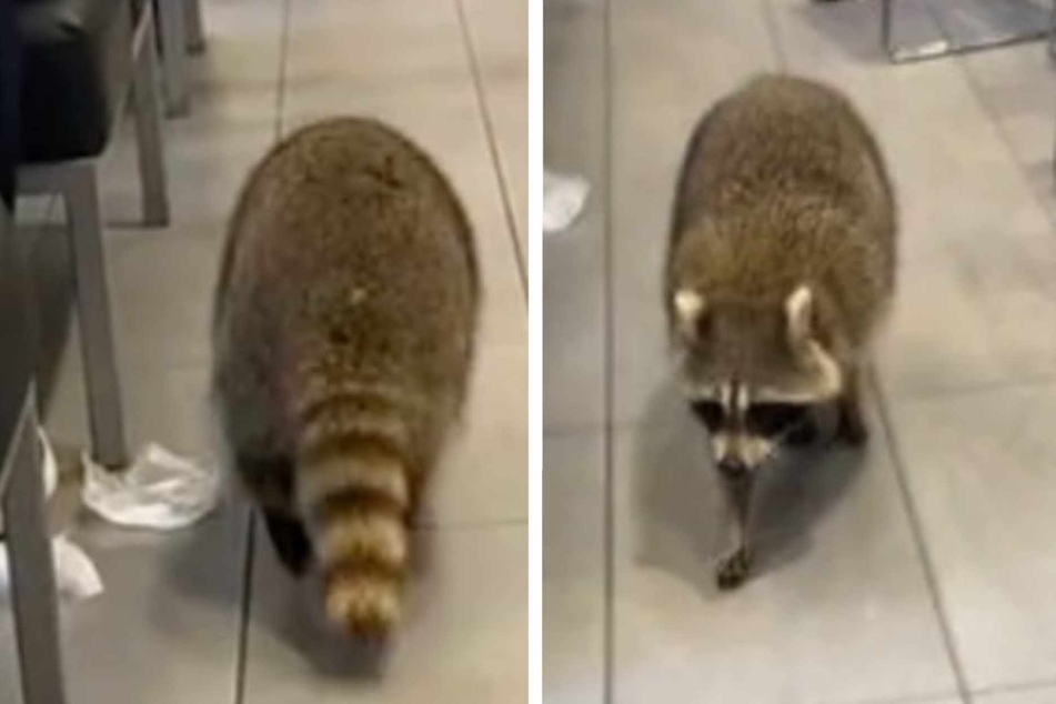 Raccoon wanders into McDonald's and TikTok loves the patrons' reactions!