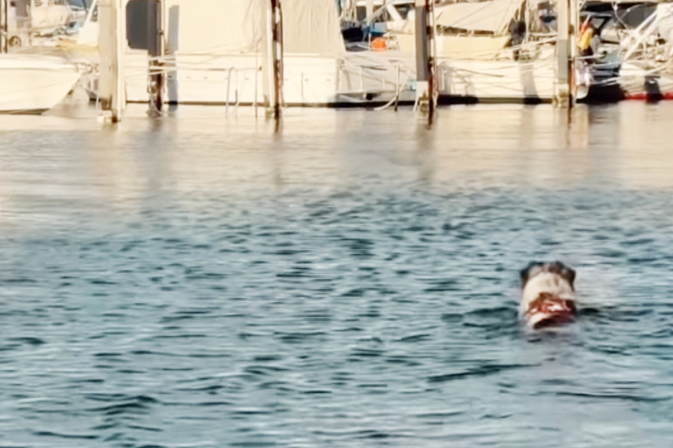 Dog achieves her "dream" of meeting new dolphin friends in the sea: "Magical!"