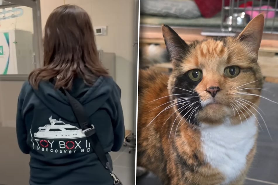Cat's microchip mystery leaves animal shelter staff speechless in emotional viral video