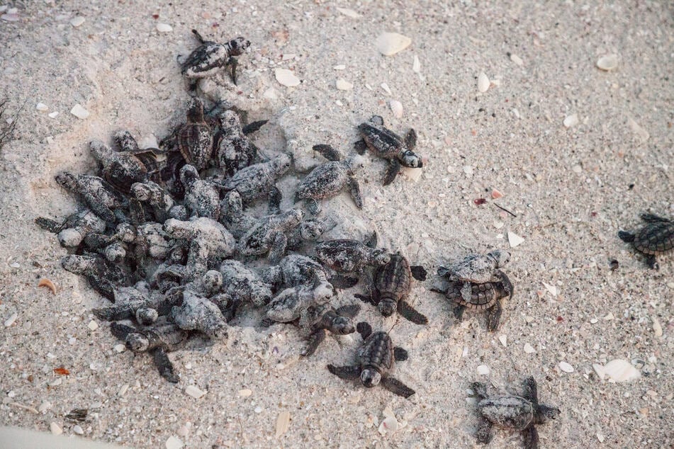 Baby turtles use light clues to find their way towards the ocean, so artificial lights can lead them astray. (Stock photo)