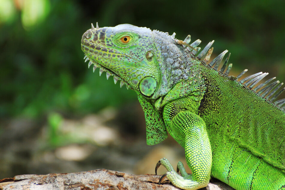 Florida bans iguanas and other invasive species taking over local habitats – and toilets
