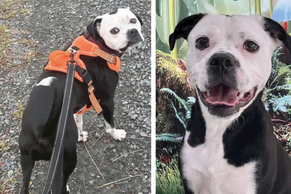 Missing dog finally finds his way home – thanks to a McDonald's burger!