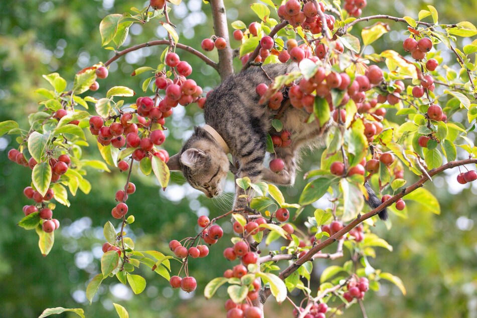 Cats will climb any tree, no matter how small, if you don't stop them.