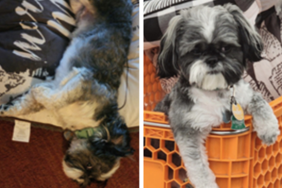 Dog stolen from air conditioned car for this shocking reason