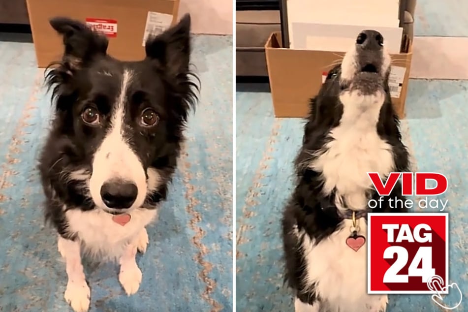This woman was stunned when her dog Indi started howling along to different piano notes – and somehow matched the pitch every single time!